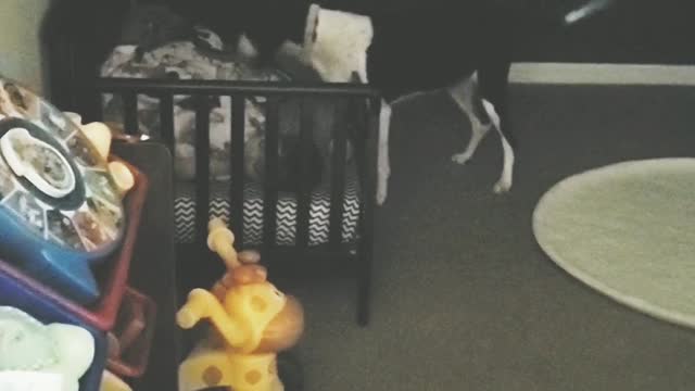 Dog checks on child before bed