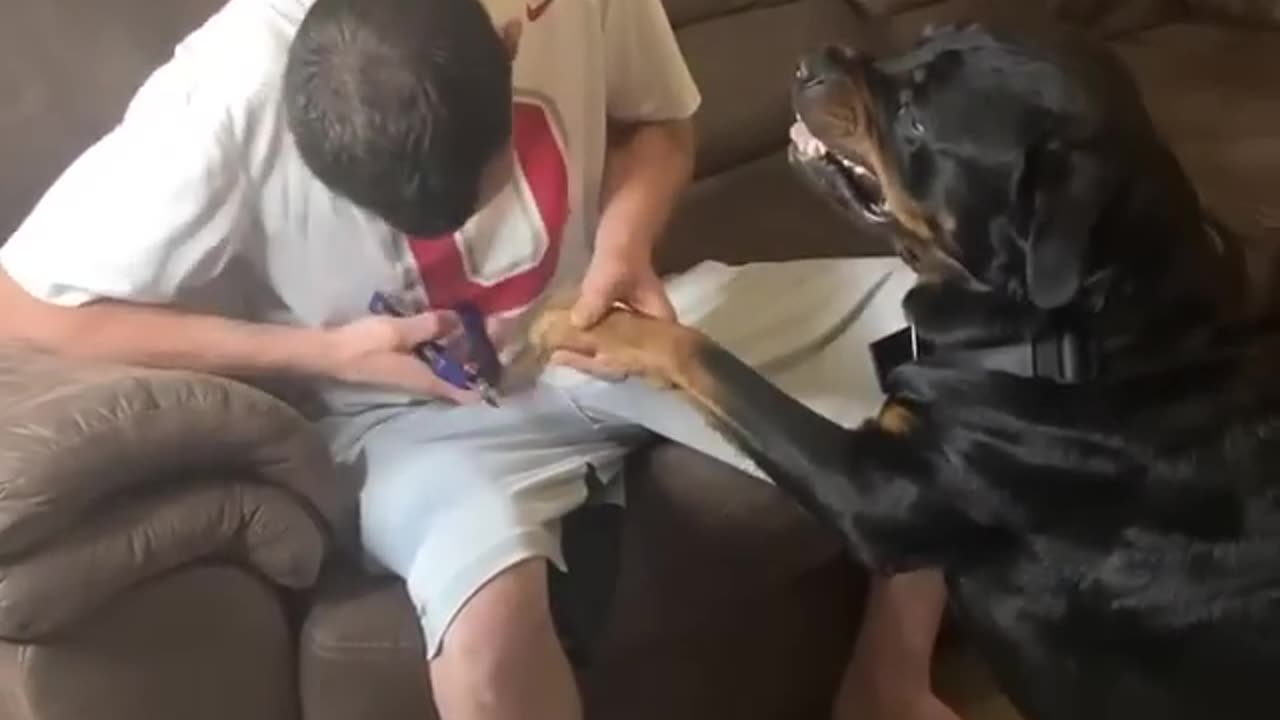 Angry 😡 Rottweiler doesn't want to cut his Nails 🤪