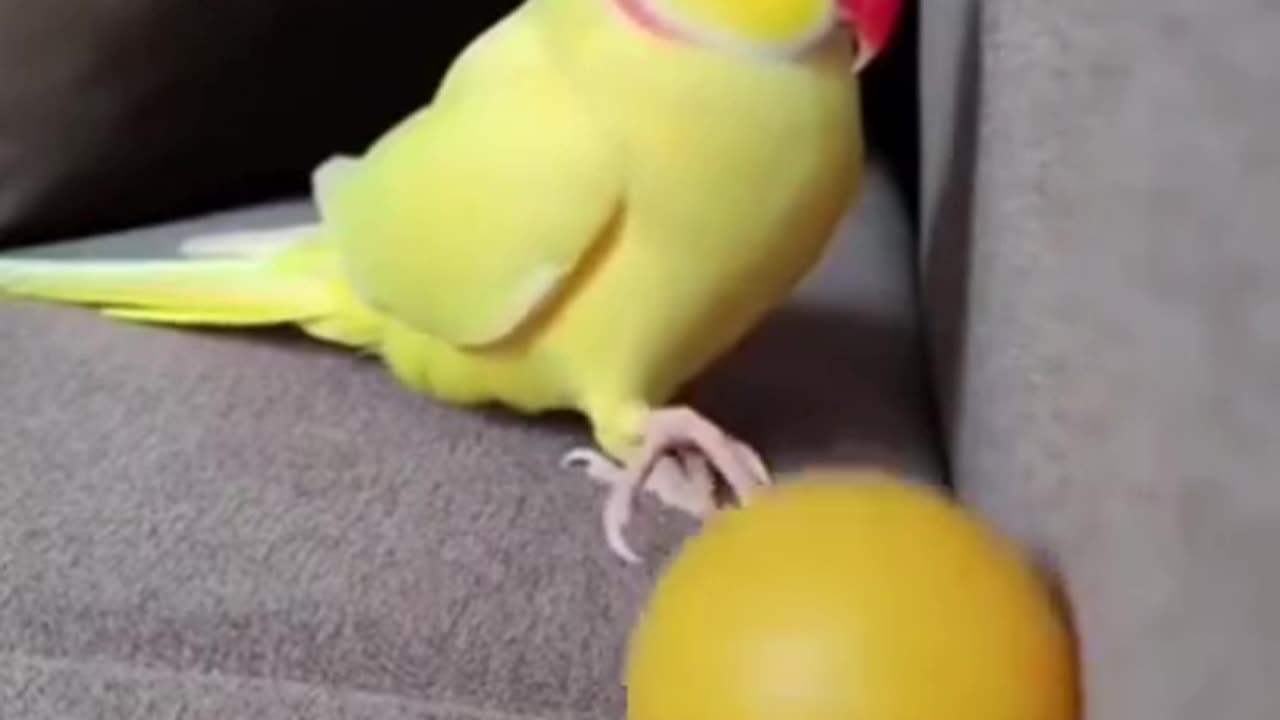 So Smart Parrot #shorts #viral #shortsvideo #video