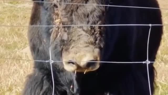 yak massive strong