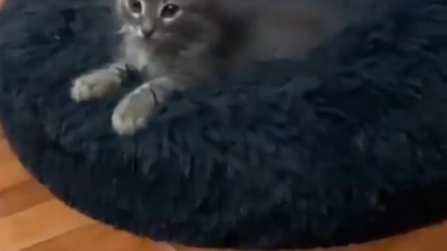 Cat dance video