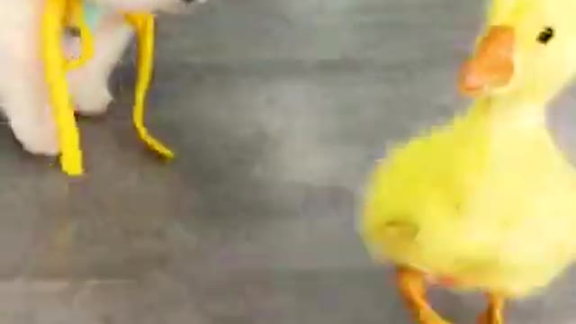 Cute puppy