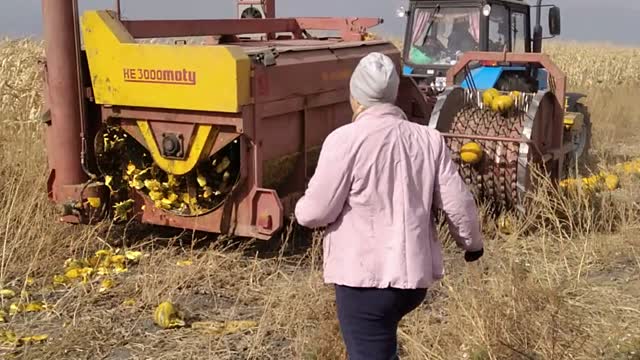 Are you wondering how pumpkin seeds are harvested? then watch the video