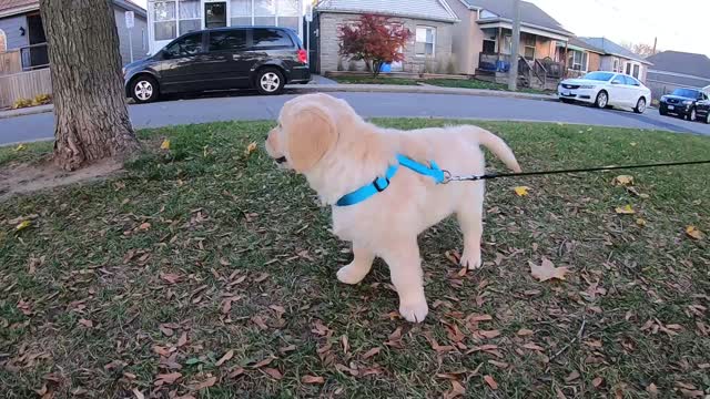 Loving The Dream - Golden Retriever Puppy visits Local Park Hamilton ON