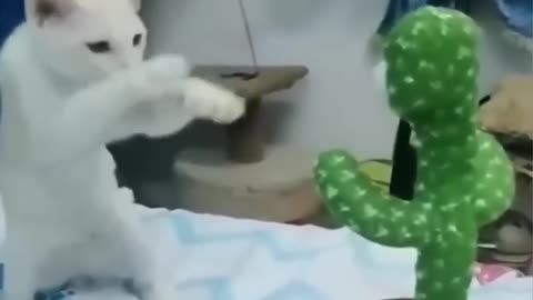 Funny video