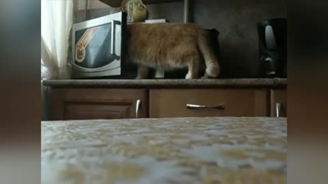 cat and microwave