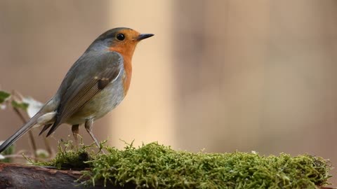 Bird eats high quality