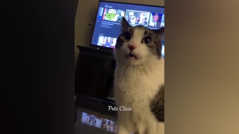 Funny ANIMALS video (10)