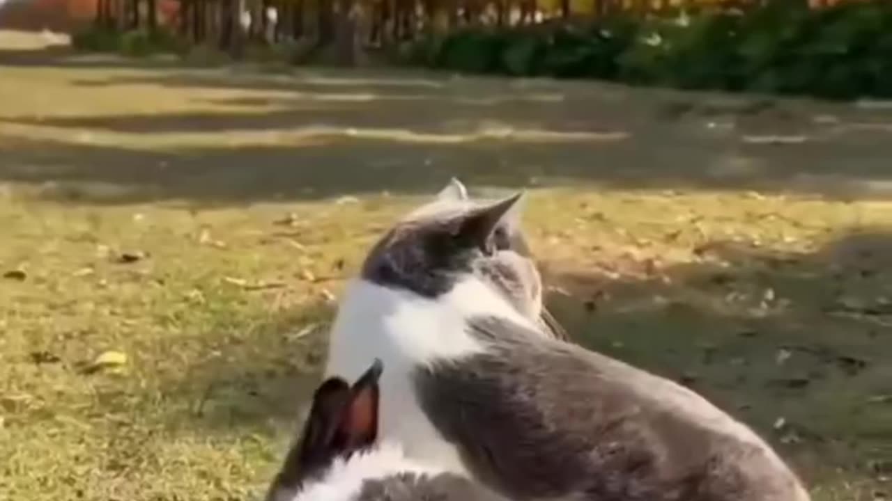 New Funny Videos 🐱🐶😍 Cutest Cats and Dogs 😍🐱🐶 Part 3