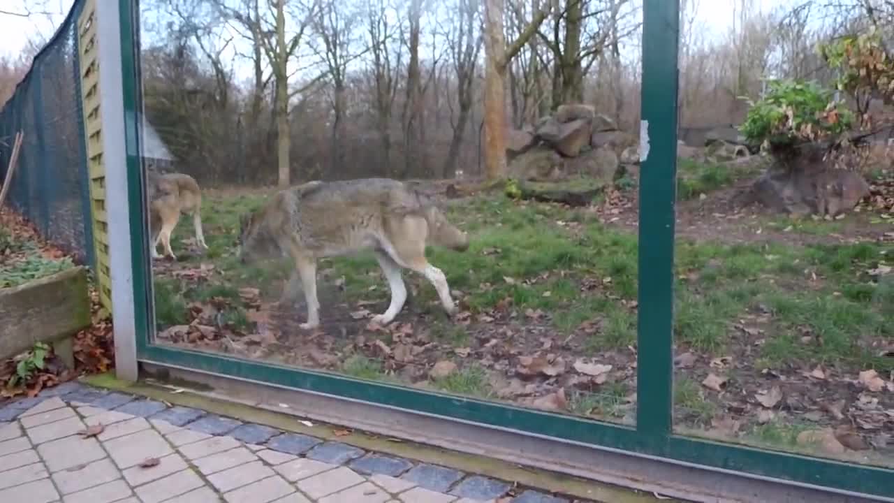 Wolf and dog - friendly encounter