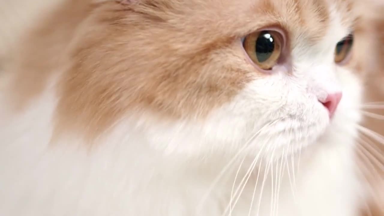 Purrfect Playtime: The Joy of Playing with Cats