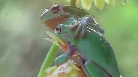 Nature and loves