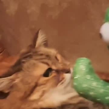 Kitty playtime