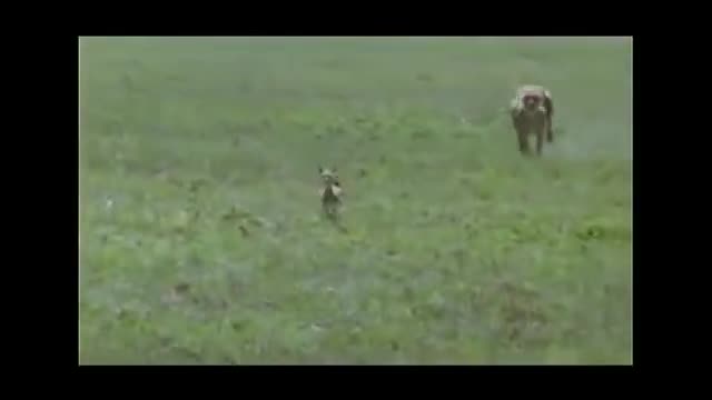 Amazing Cheetah Chase Compilation-17