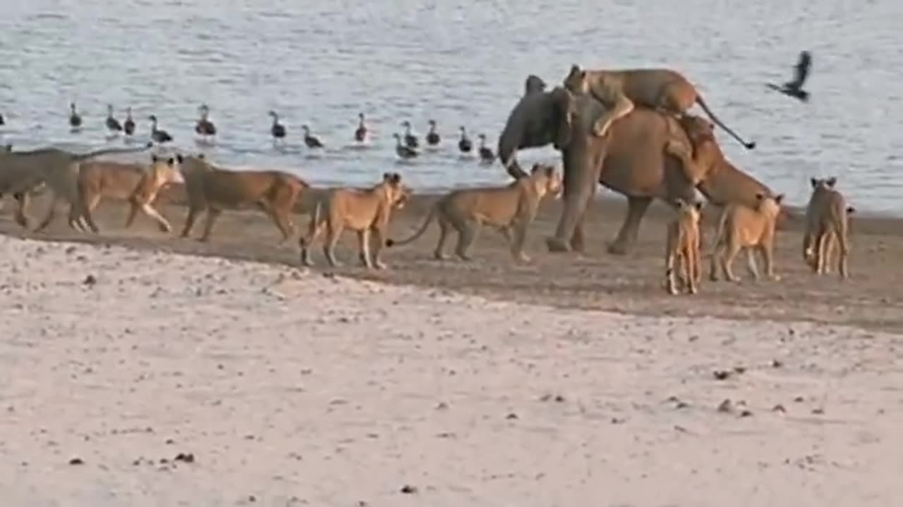 Young elephant survives attack by 14 Lions