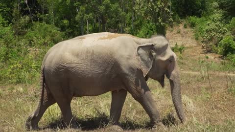 Lovely elephant