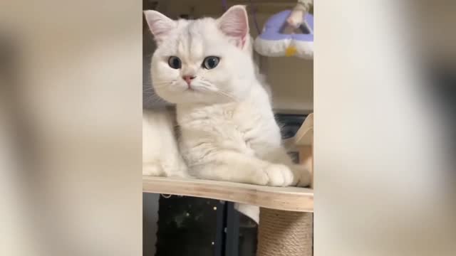 💞cut cats videos🐱🤣