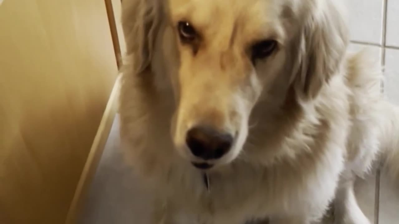 Fluffy Golden Retriever "Sous Chef" Wants BACON !! #dogshorts #dog #shortsviral