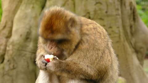 Beautiful moment of animels! Monkey eiting