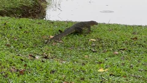 Lizard I met in the park