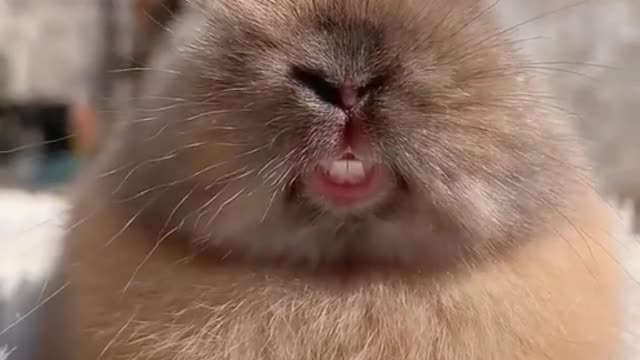#bunny #funnypets #rabbit