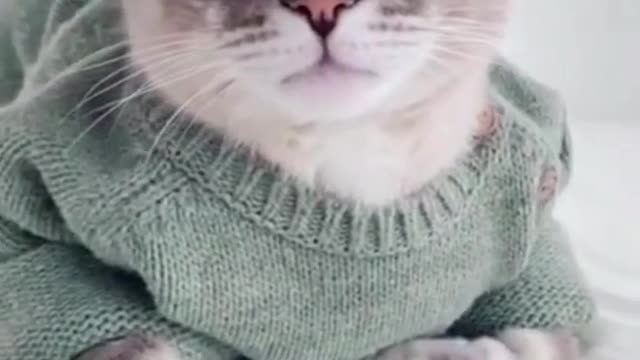 ♥ OMG So Cute Cats Best Funny Cat Videos Short ♥