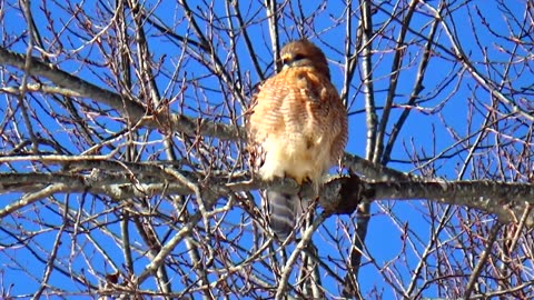 Red-shouldered hawk