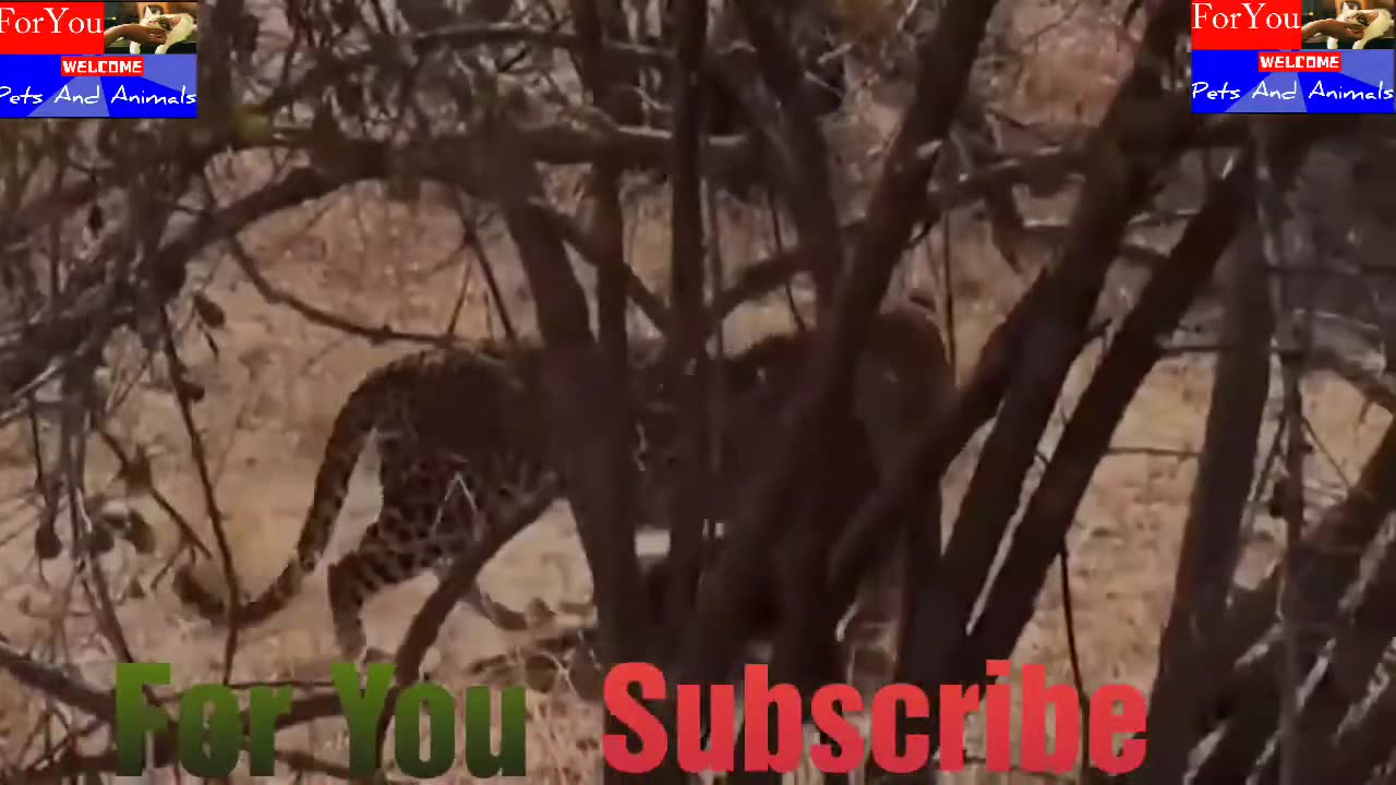 Leopard Hunts Monkey On The Tree || Lion Hunting || Tiger Hunting