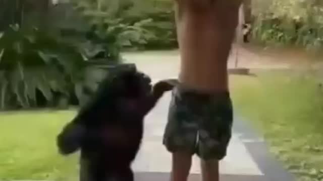 an amazing chimpanzee that teaches humans the fastest way to climb