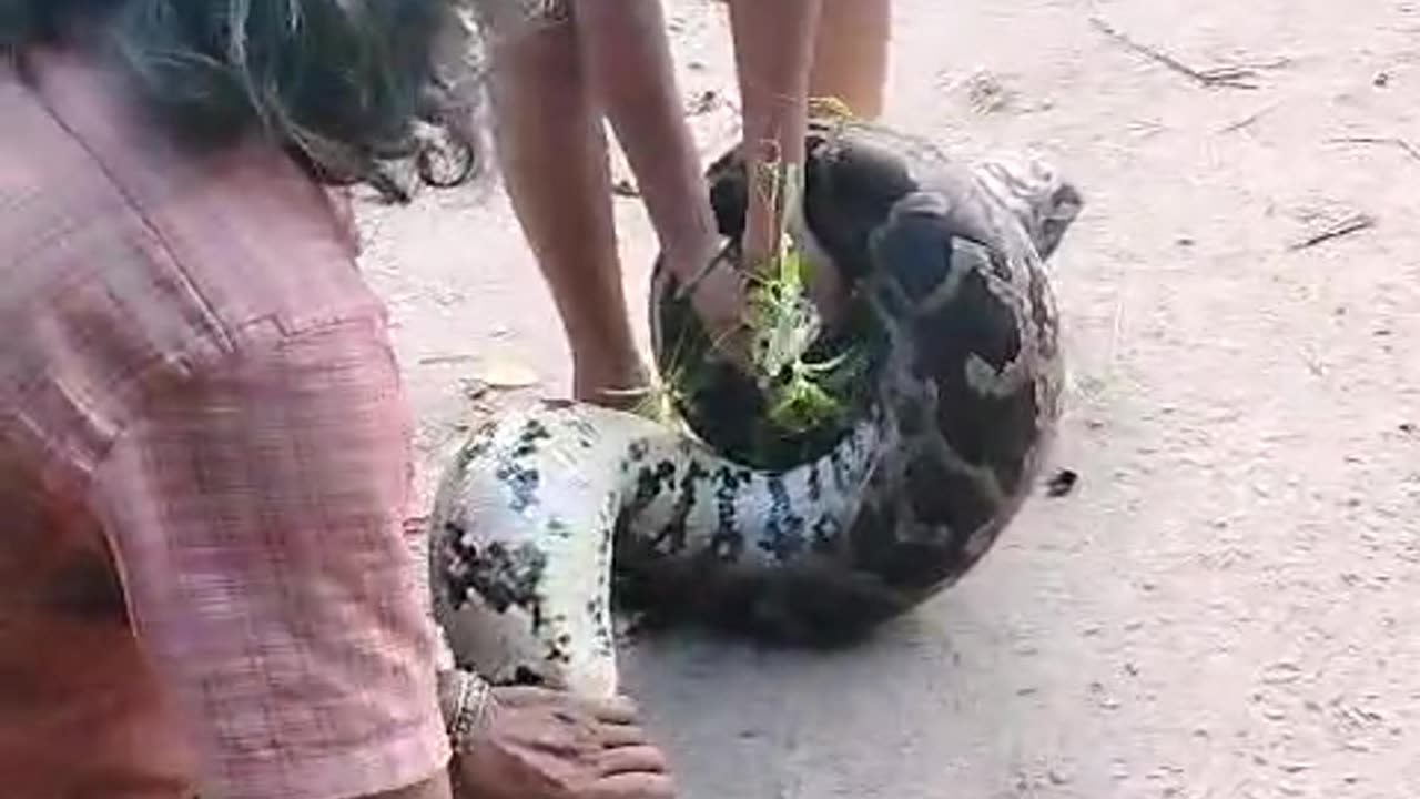 Big snake 🐍 catch in village by a small boy