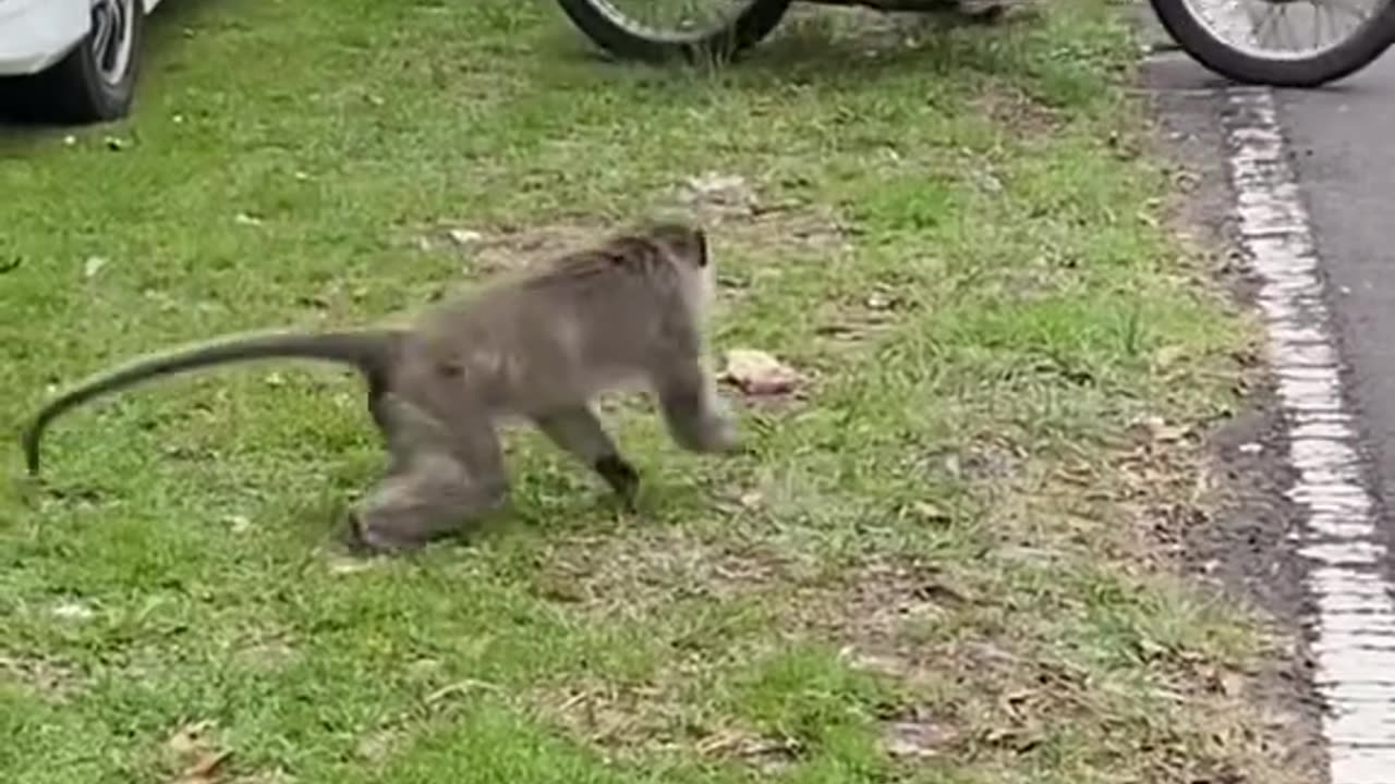 Beginilah emak2 mengusir monyet . Video SIPUT