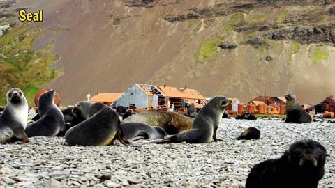 Serene Encounters: Animal Harmony in Nature