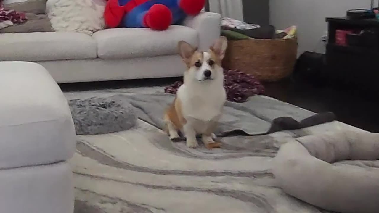 We actually trained him to flop like that... 😅