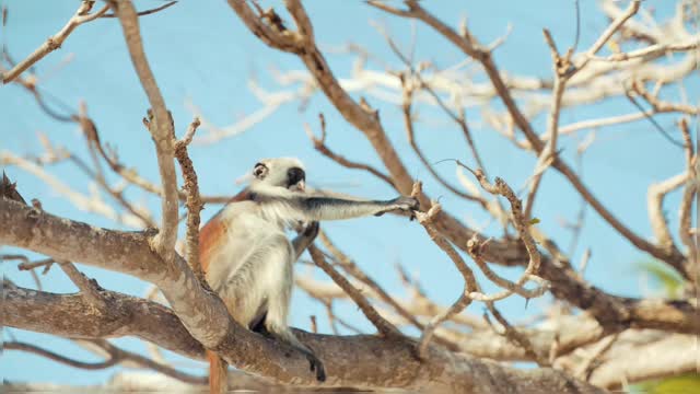 Monkey Sitting On Tree Branch Cute Monkey