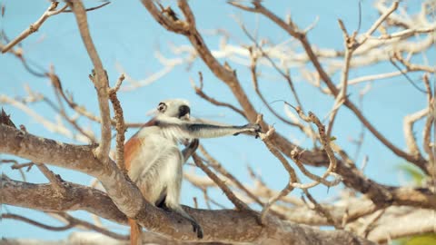 Monkey Sitting On Tree Branch Cute Monkey