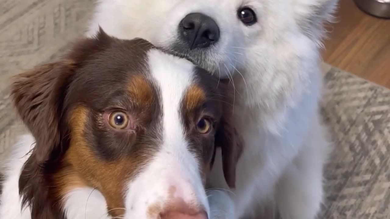 Huge Newfoundland Files His Own Nails