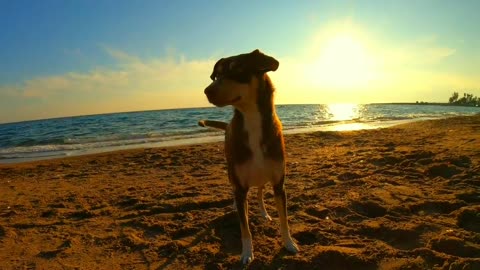 The dog is playing quietly by the beach