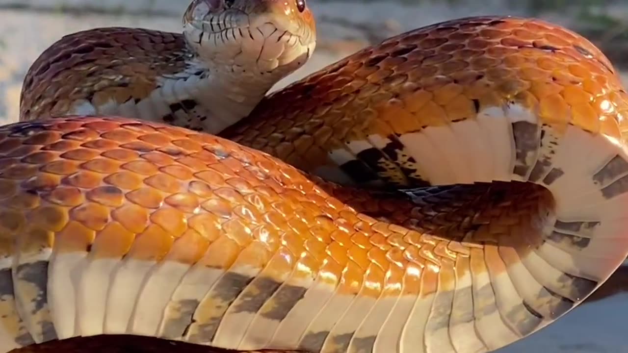 Very poisonous and dangerous snake