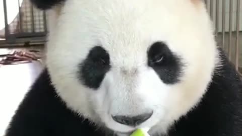 Pandas eat bamboo