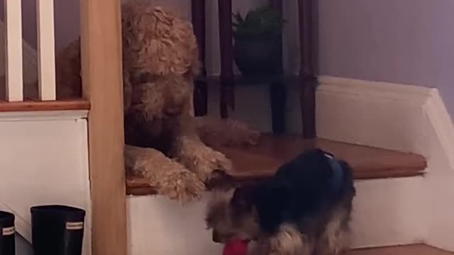 Tiny doggy steals his big brother's toy