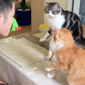 The fun game begin so cute 🥰 cat |Funny animal videos| try not to laugh