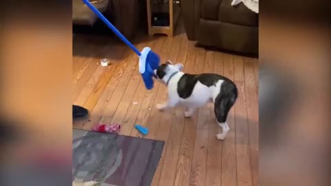 Healthy pup enjoys tasty cabbage snack