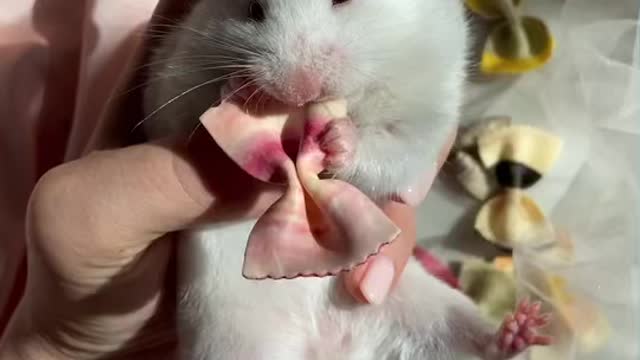 Cute hamster