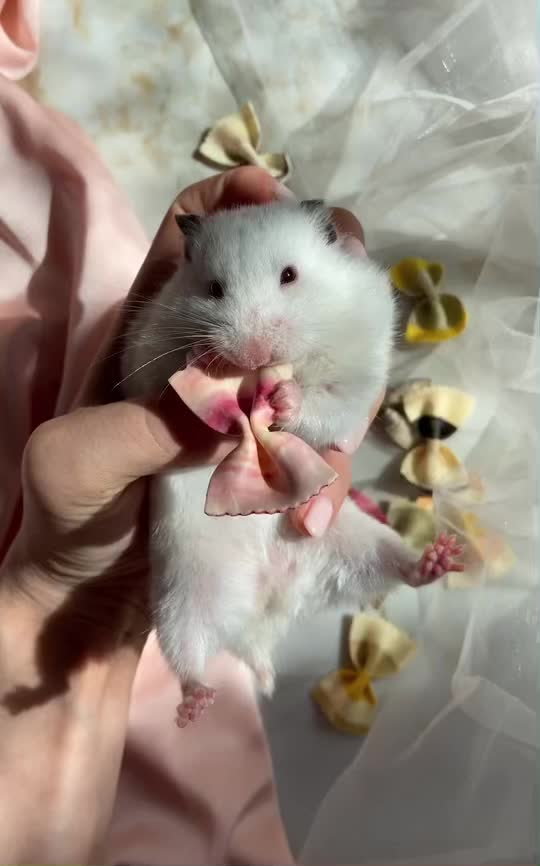Cute hamster