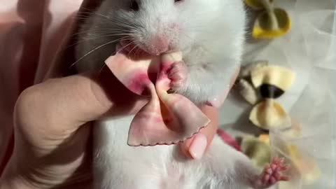 Cute hamster