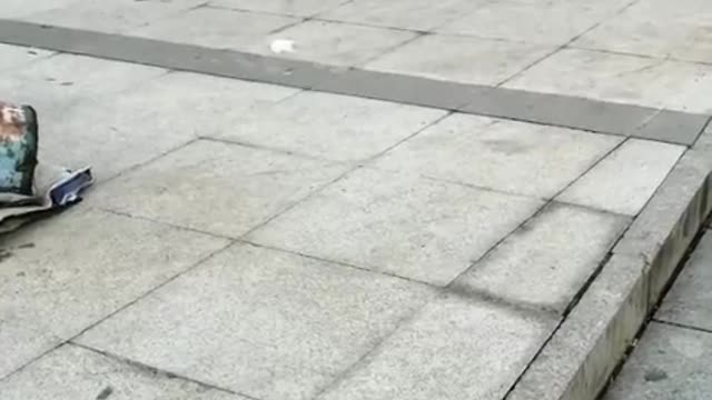 The War of the Dogs Under the Bridge by the Bridge, Part 1