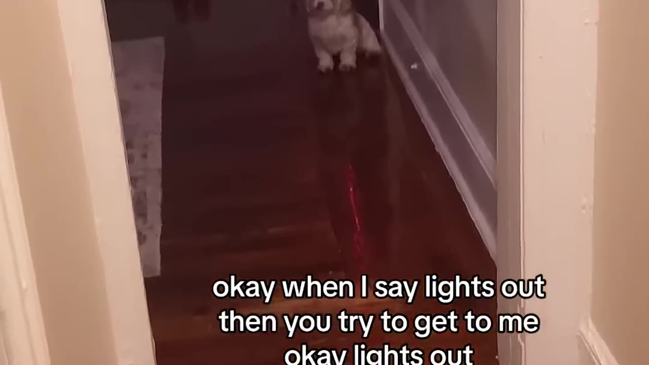 Playing lights out with my skinwalker dog