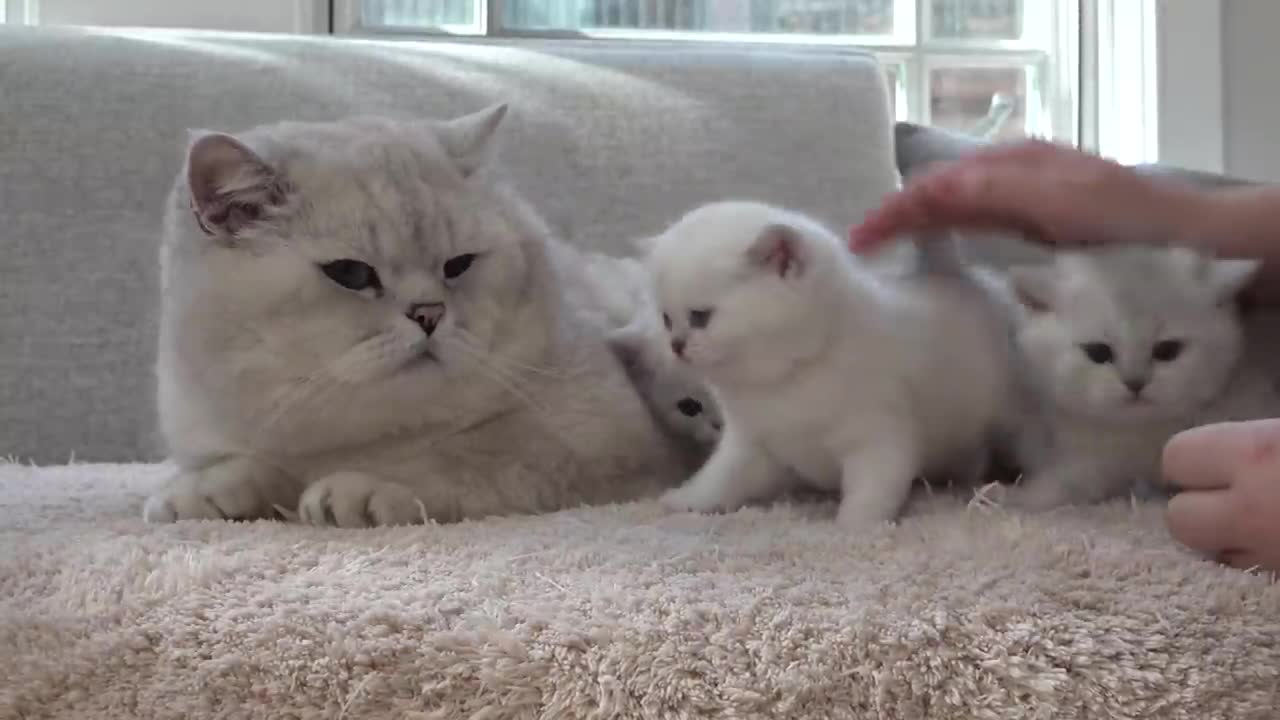 British shorthair cat Apollo hissing and protecting his kittens