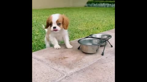 😍 Cute & Funny Puppies Videos That Are IMPOSSIBLE Not To Aww At 🐶 | Cute Puppies