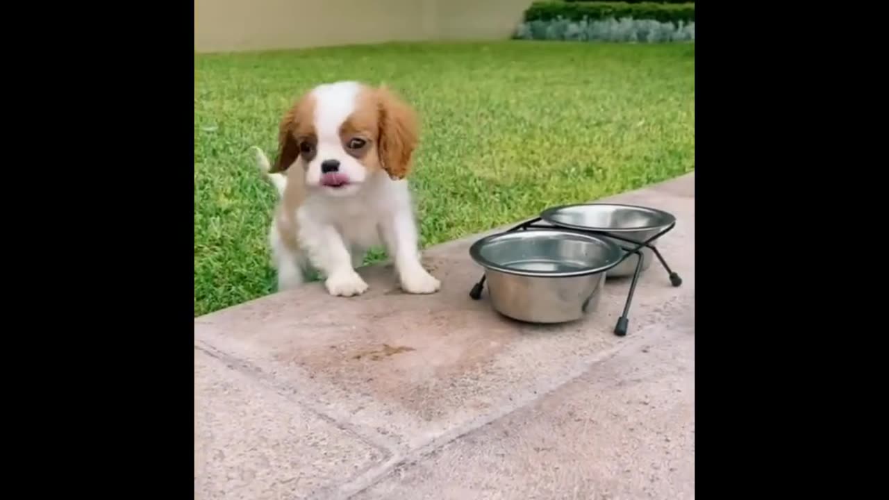 😍 Cute & Funny Puppies Videos That Are IMPOSSIBLE Not To Aww At 🐶 | Cute Puppies
